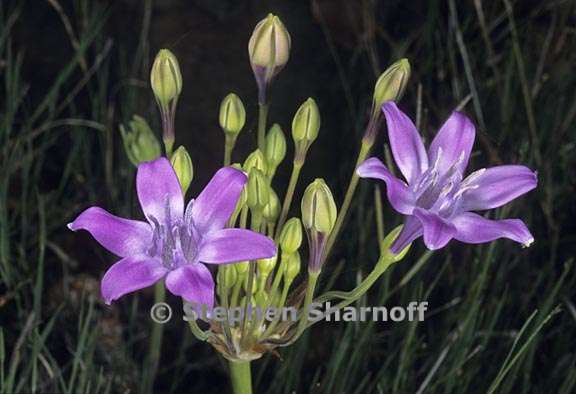 triteleia bridgesii 5 graphic